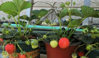 草莓什么时候种最合适 草莓啥时候种植